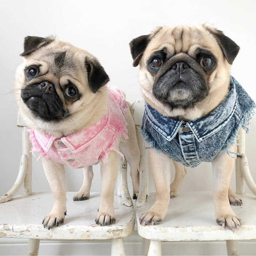 Denim Pup Jacket