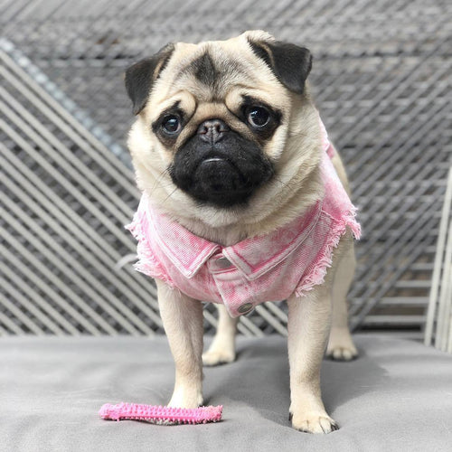 Denim jacket for dogs